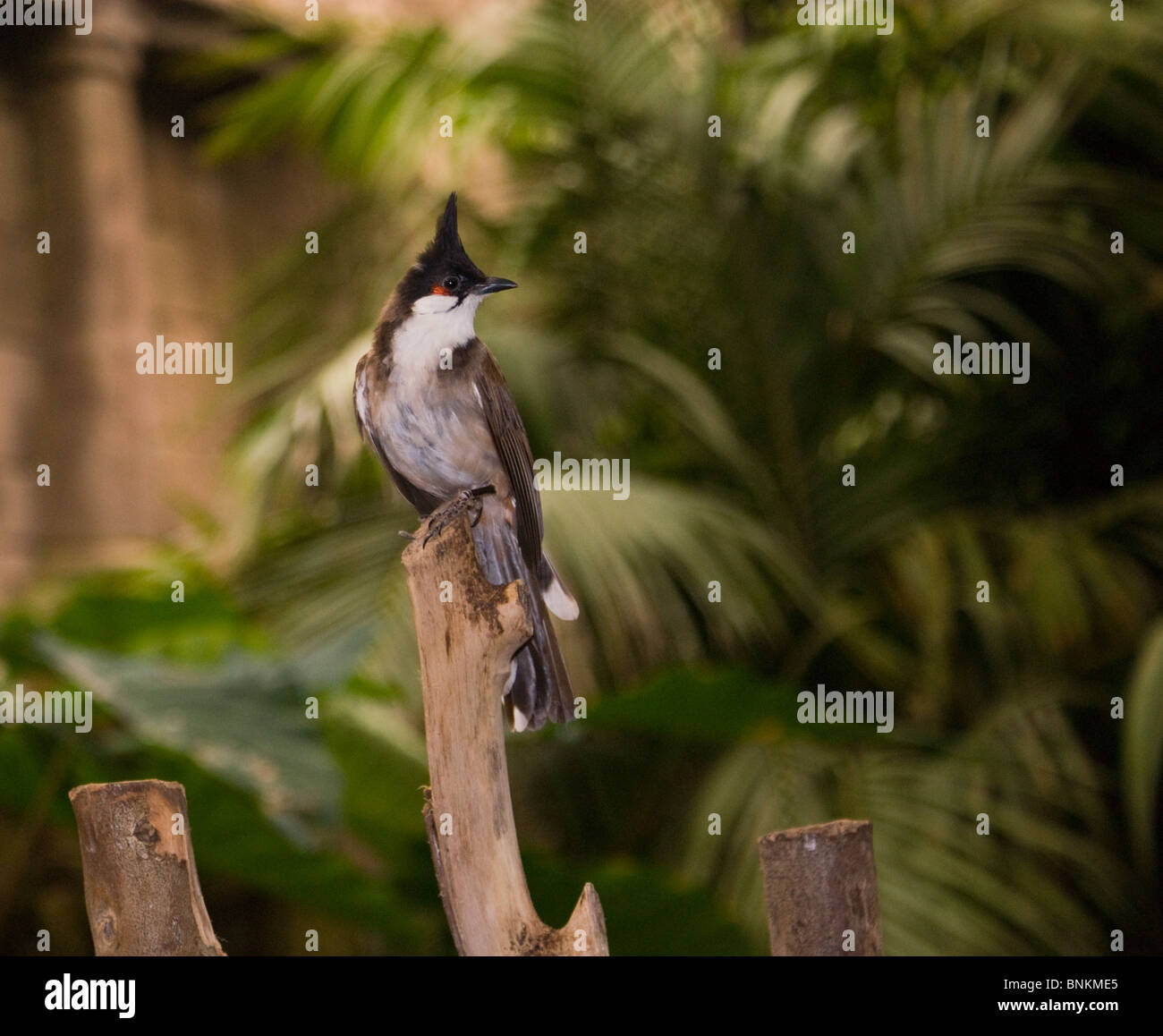 SONGBIRD Stock Photo
