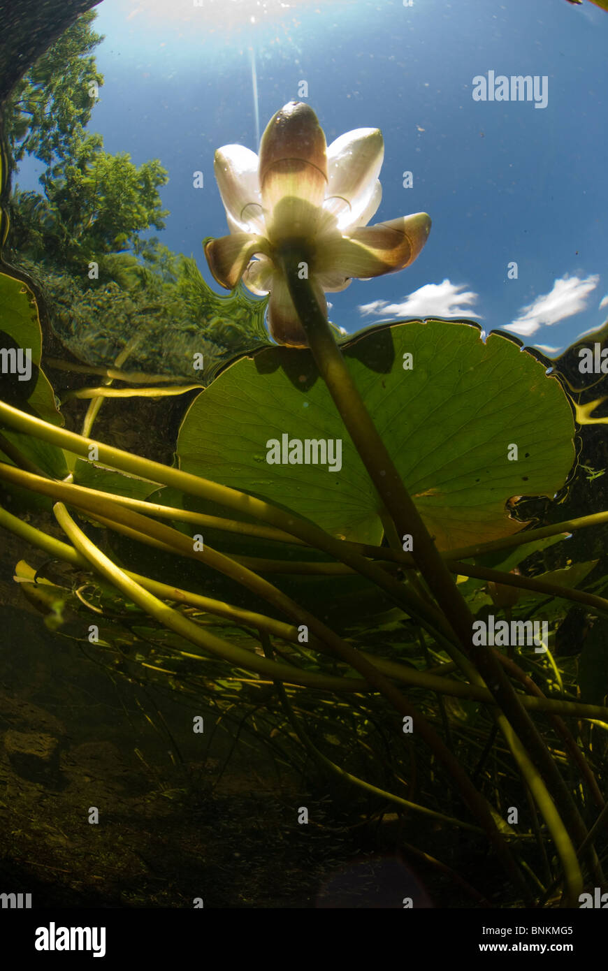 underwater, Bosherston Lily Ponds, Stackpole National Nature Reserve ...