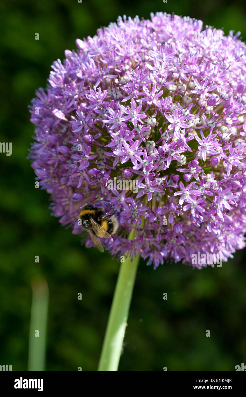 Allium Ambassador with a bee Stock Photo