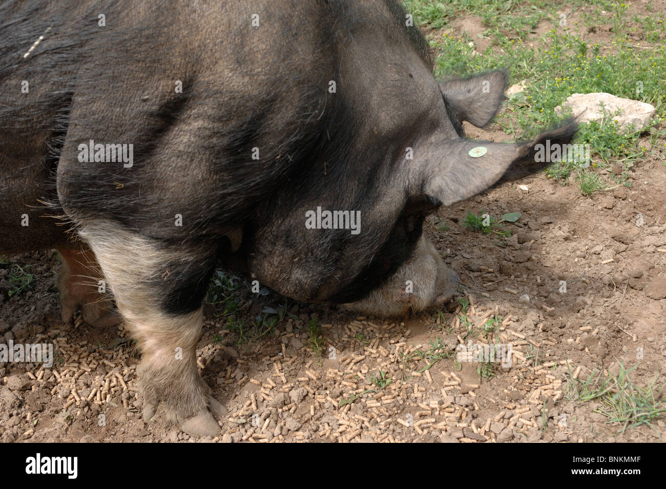 Berkshire boar feeding on nuts in domestic setting Stock Photo