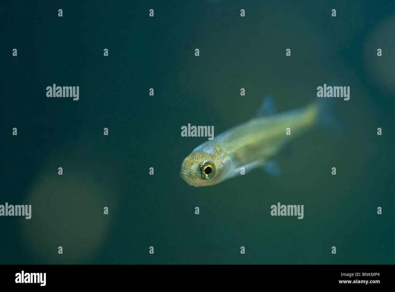 underwater, Bosherston Lily Ponds, Stackpole National Nature Reserve ...