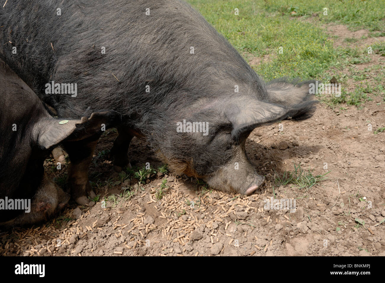 Berkshire sow feeding on nuts in domestic setting Stock Photo