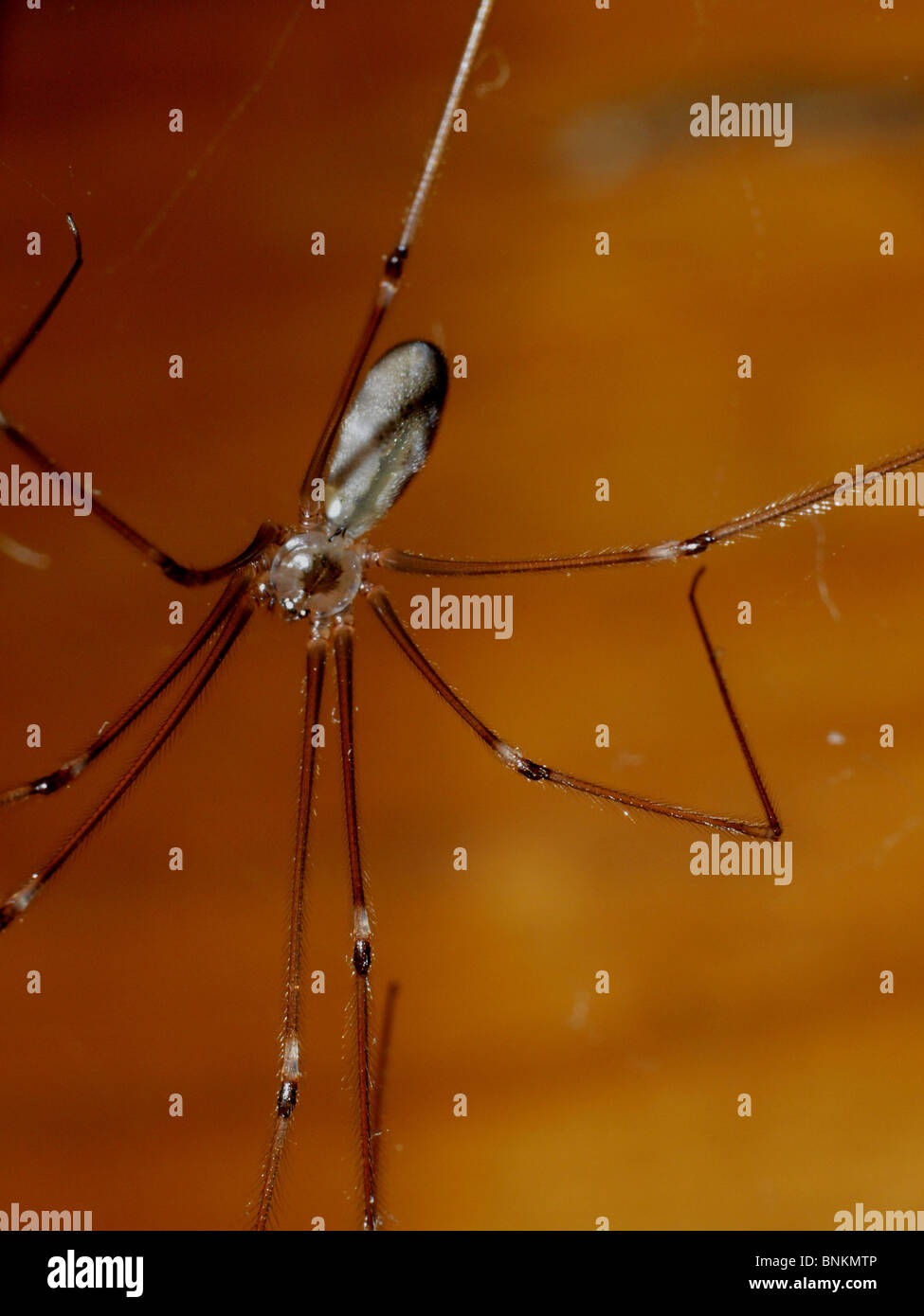 Mysterious spider on orange background Stock Photo