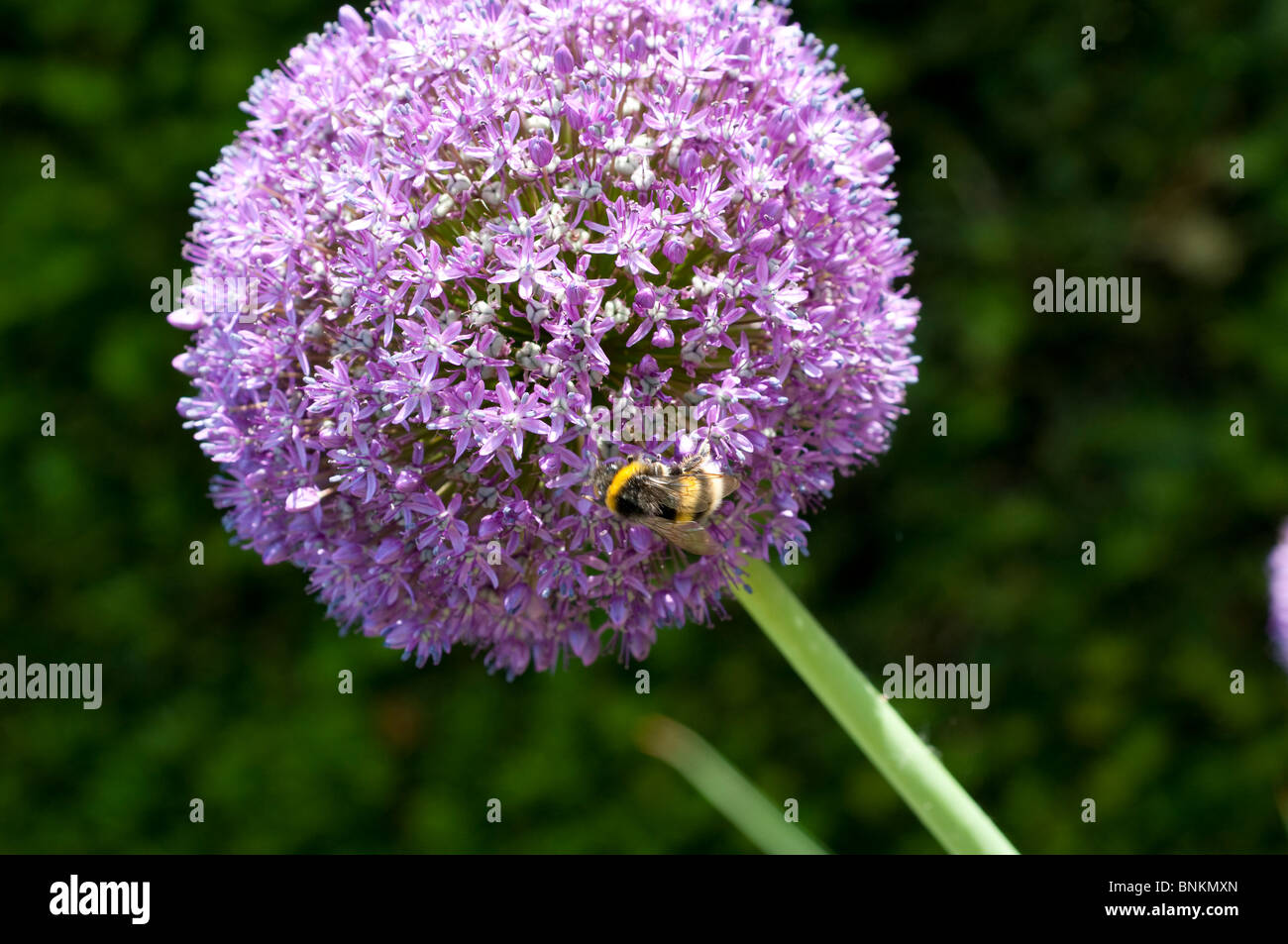 Allium Ambassador with a bee Stock Photo