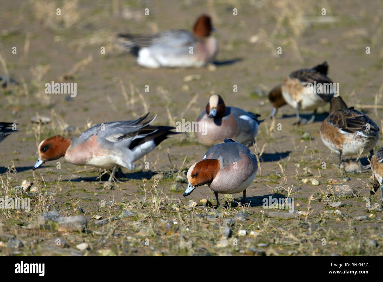 Wigeon; Anas penelope; feeding Stock Photo