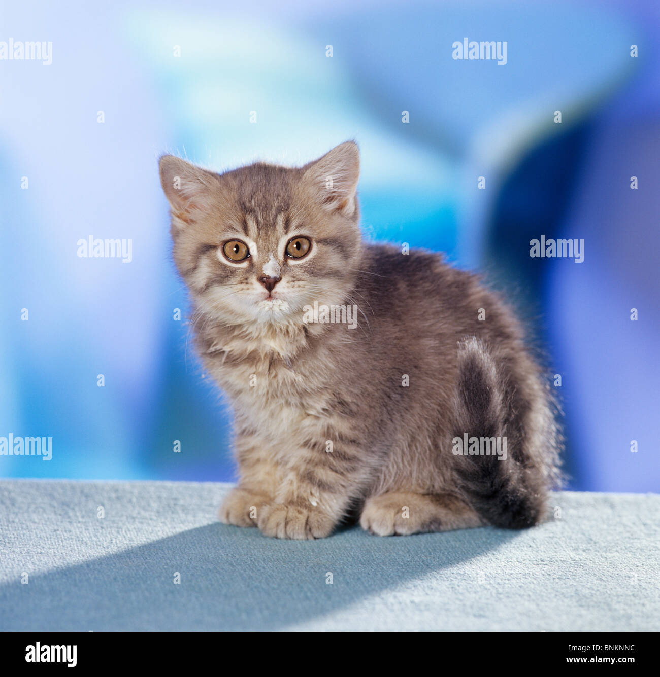 British Shorthair kitten with milk muzzle Stock Photo