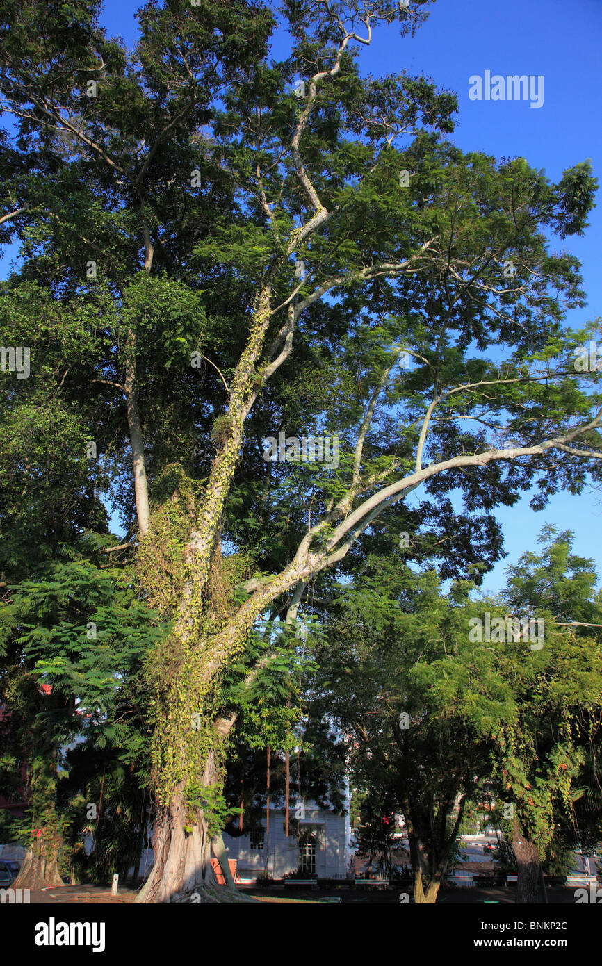 Malaysia, Melaka,  big tree, tropical vegetation, Stock Photo