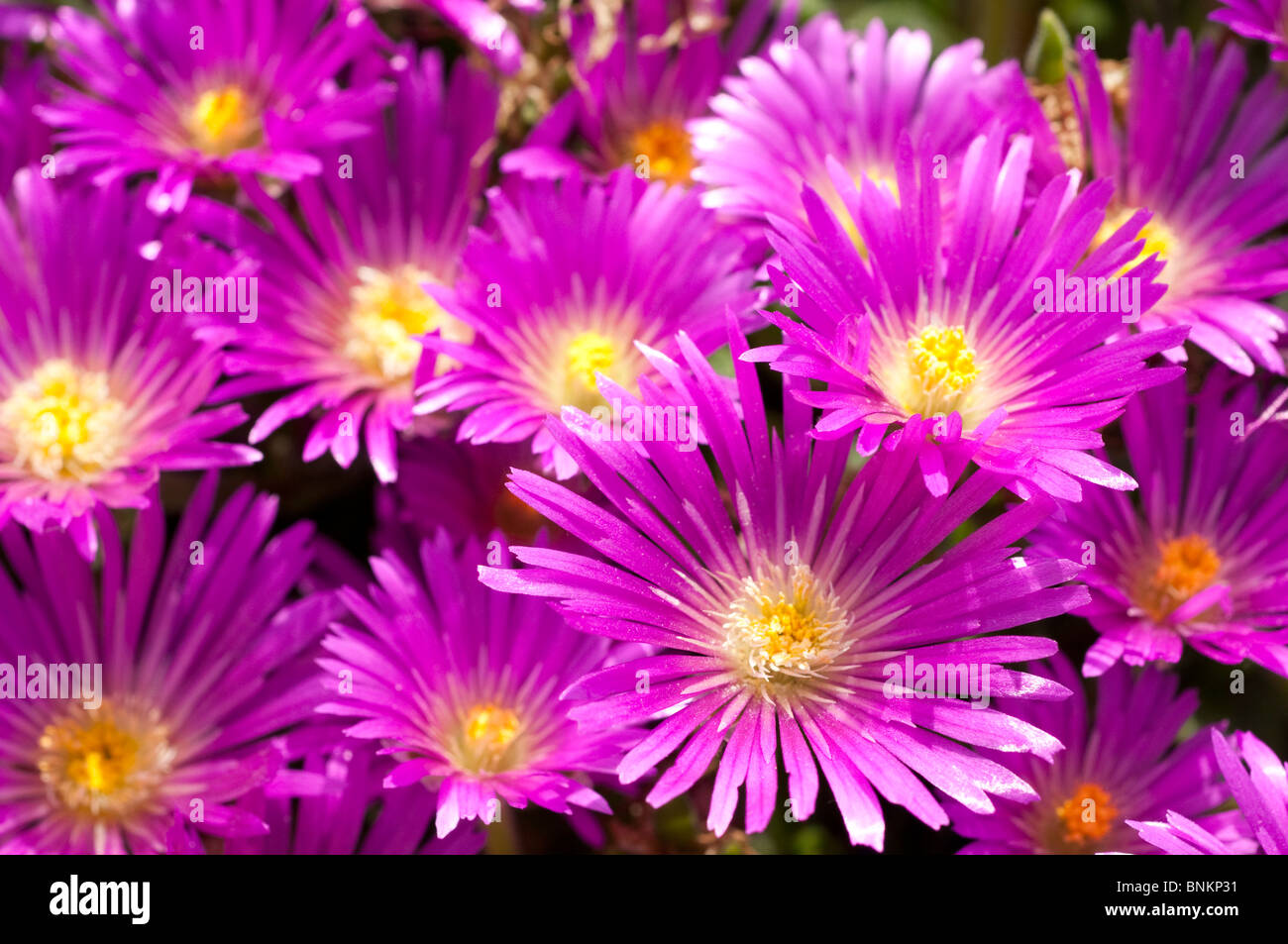 Delosperma brunnthaleri flowers Stock Photo