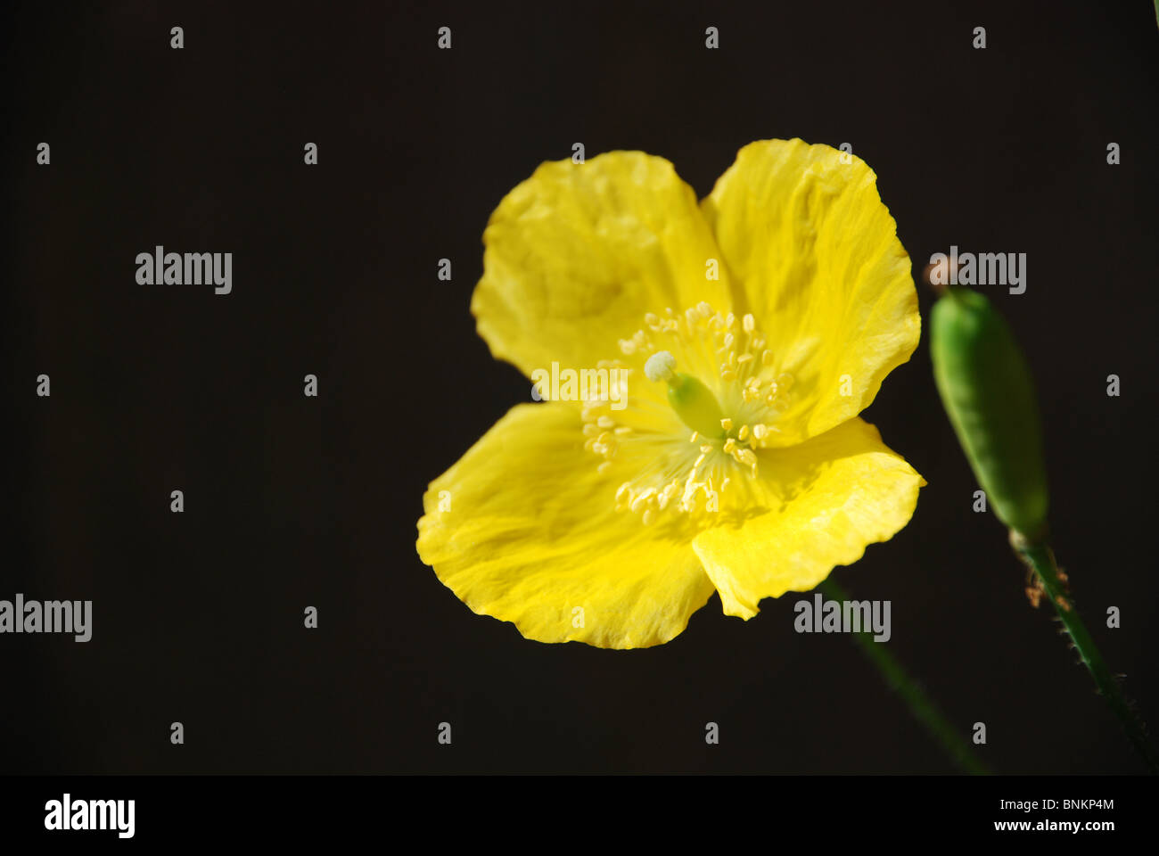 Meconopsis The Welsh Poppy with undeveloped seed head Stock Photo Alamy