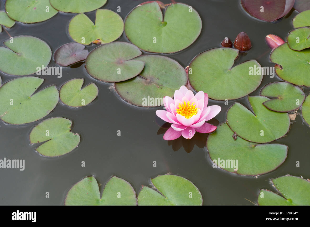 Water lily Nymphaea MARLIACEA ROSEA Stock Photo