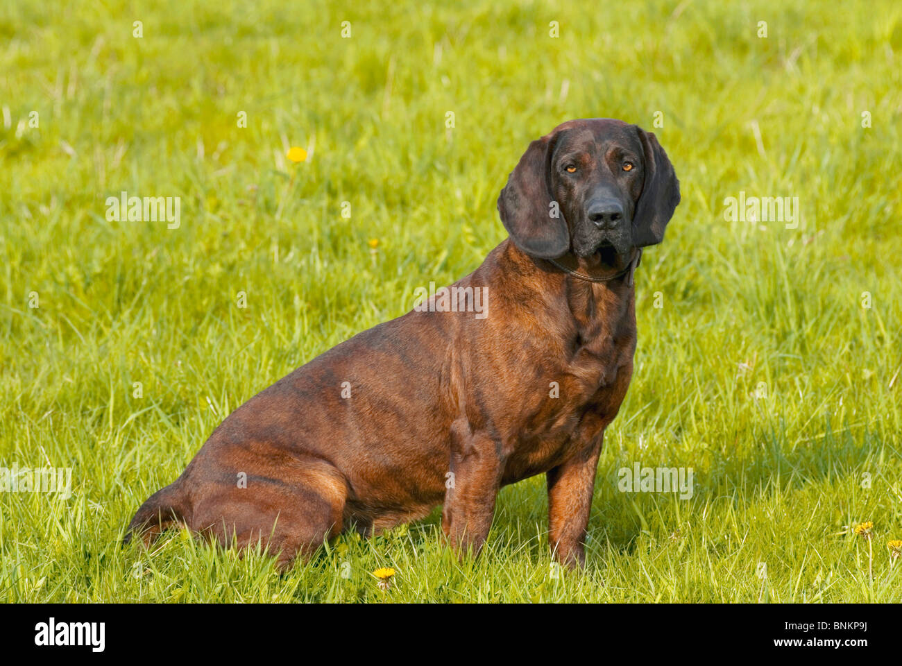 Hanover Hound Dog Sitting Meadow Stock Photo Alamy
