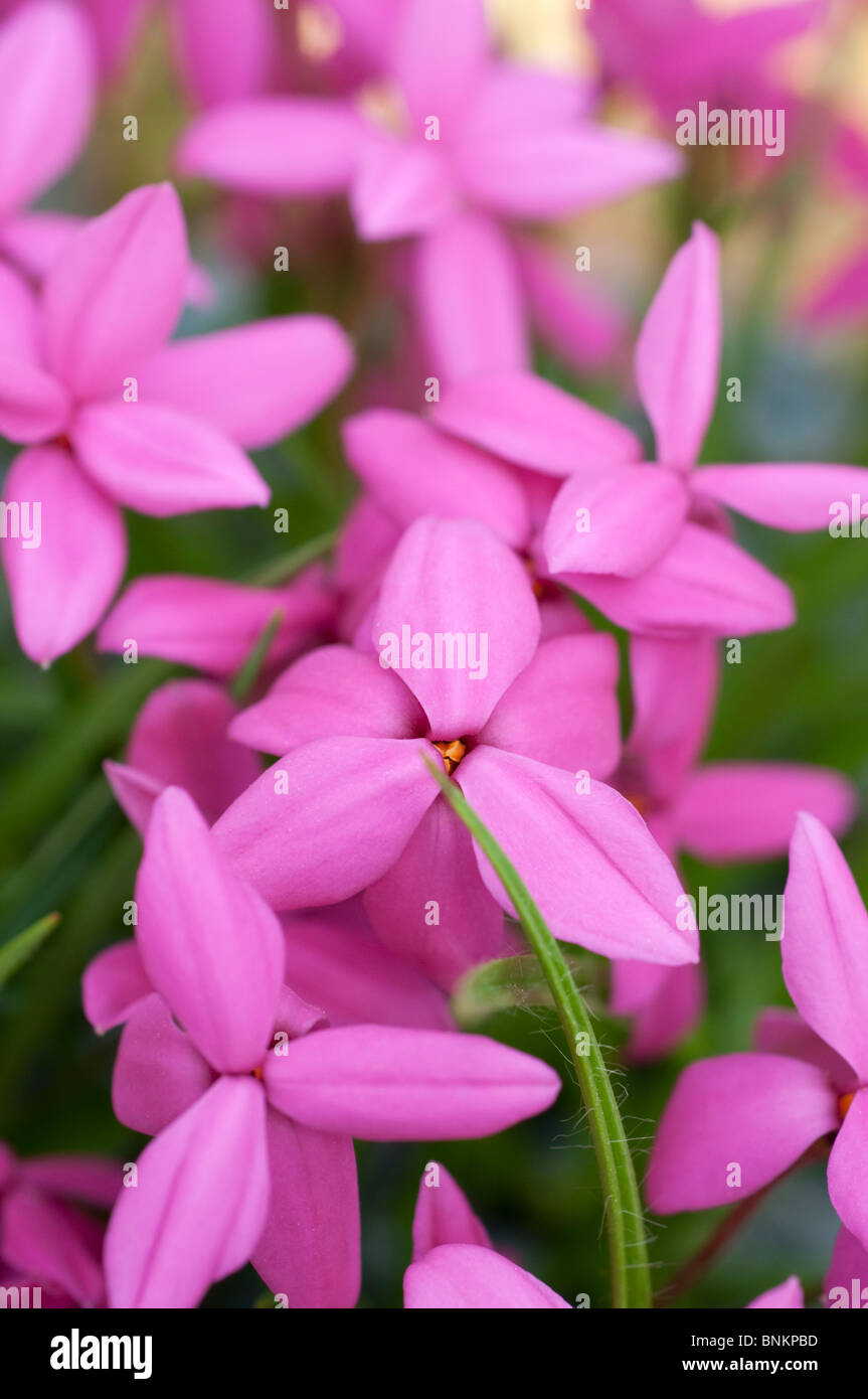 Rhodohypoxis milloides flowers Stock Photo