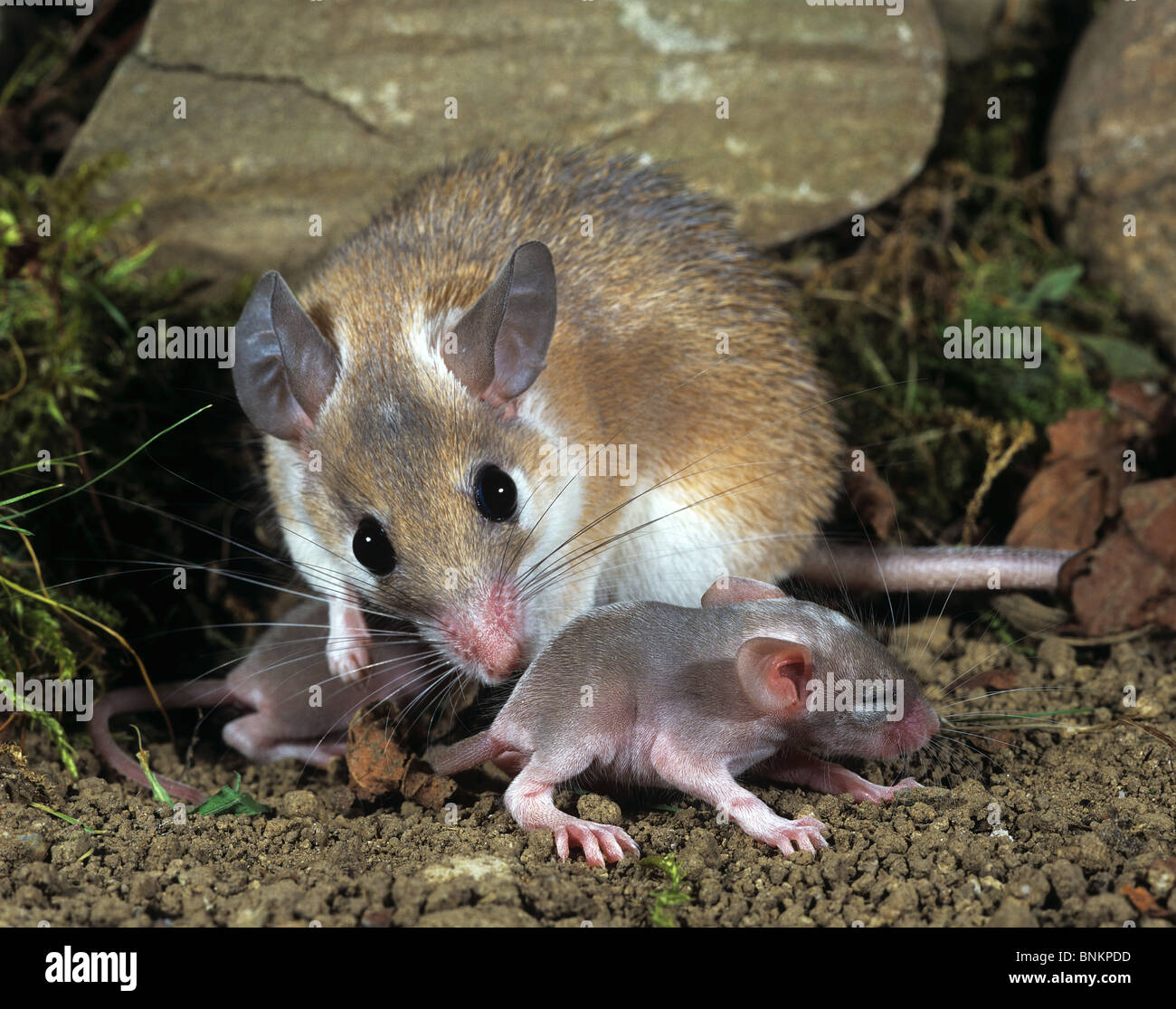 Crete spiny mouse cleaning its cub / minous Stock Photo Alamy