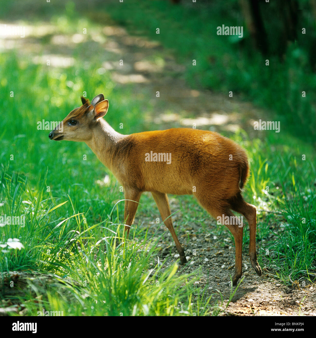 Red Forest Duiker walking / Cephalophus natalensis Stock Photo