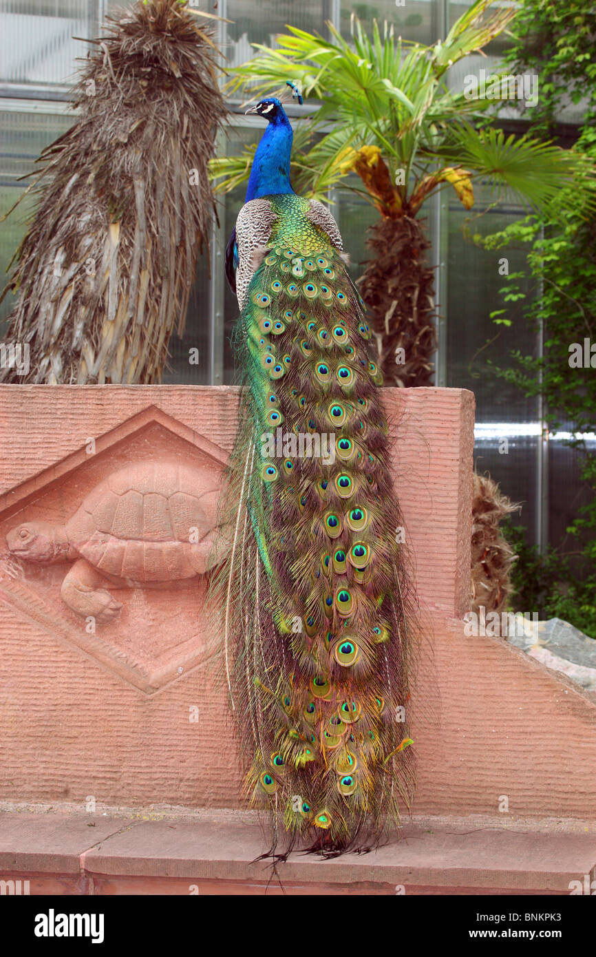 Indian Peafowl (Pavo Cristatus Stock Photo - Alamy