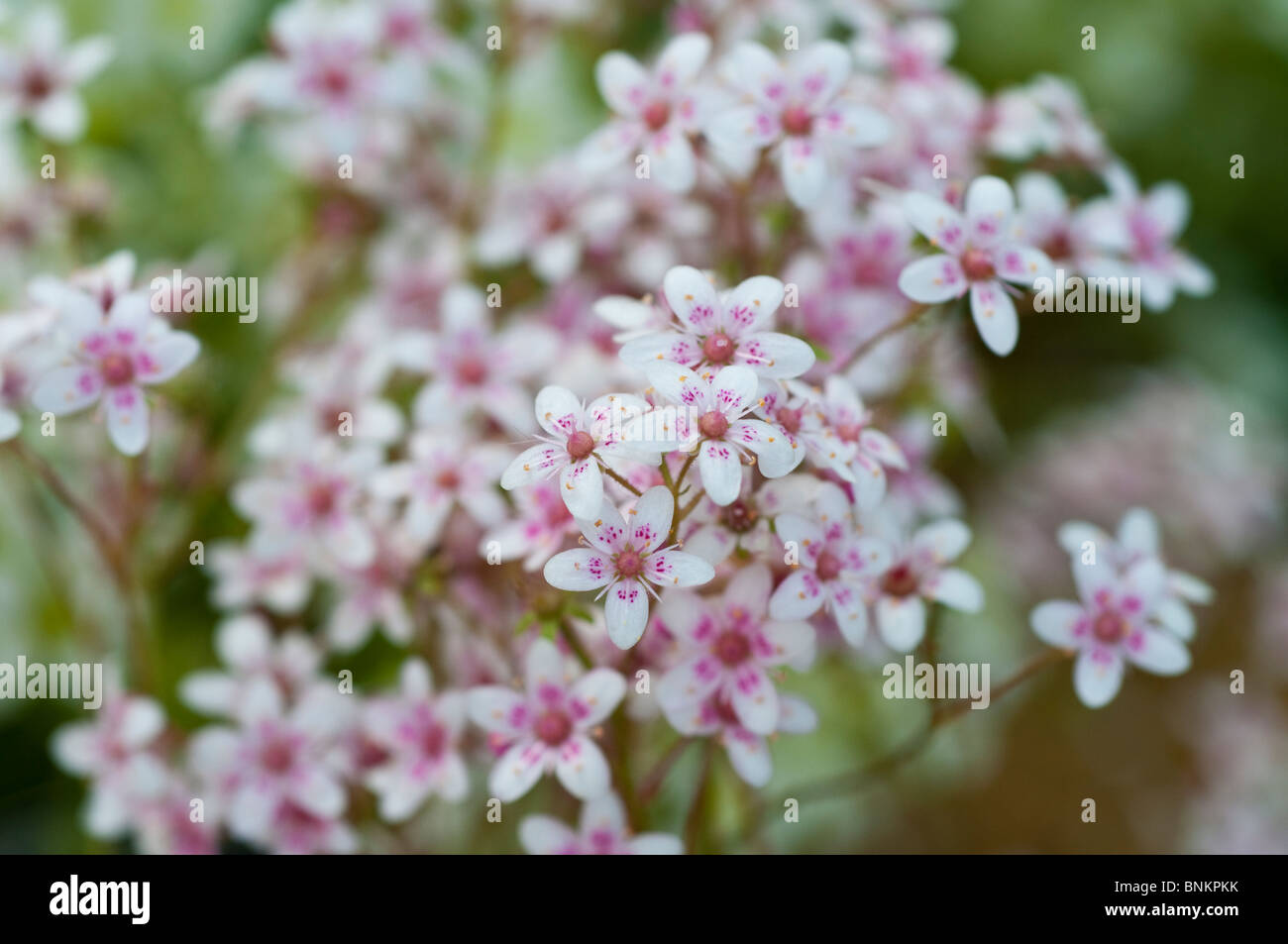 Saxifraga WINIFRED BEVINGTON flowers Stock Photo
