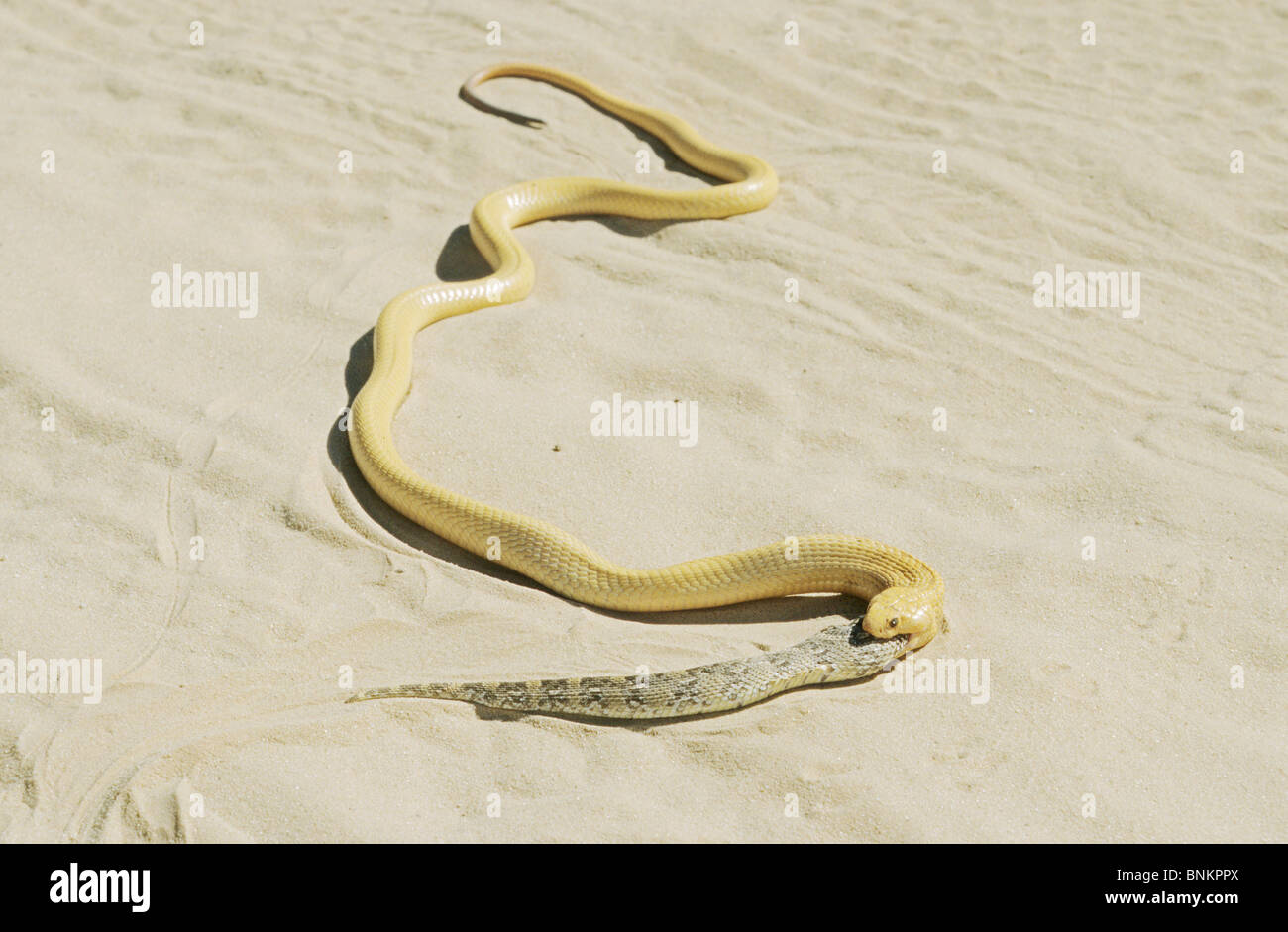 Cape Cobra munching a snake / Naja nivea Stock Photo