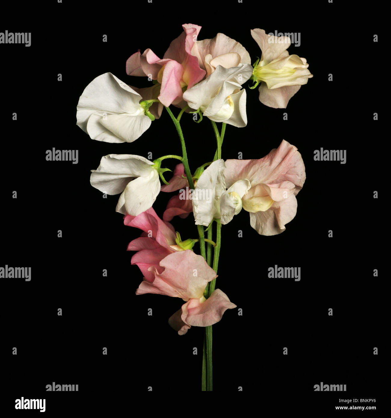 pink & yellow & white flowers on a single stem Stock Photo Alamy