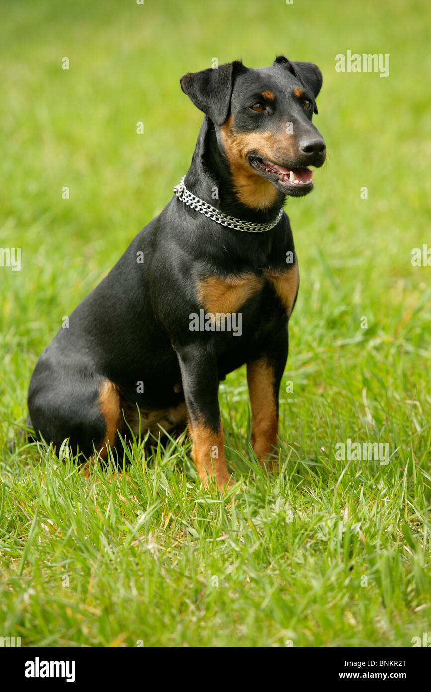 Jagdterrier Dog Sitting Meadow Stock Photo Alamy