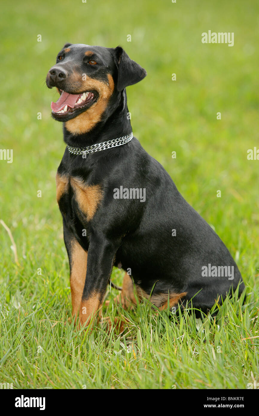 Jagdterrier  dog sitting meadow Stock Photo