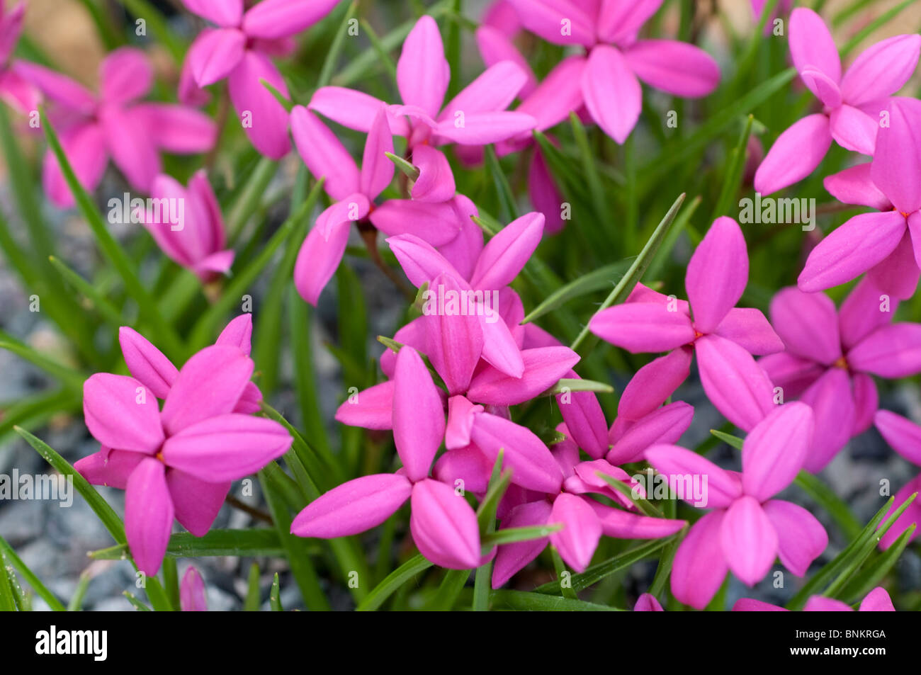 Rhodohypoxis milloides flowers Stock Photo
