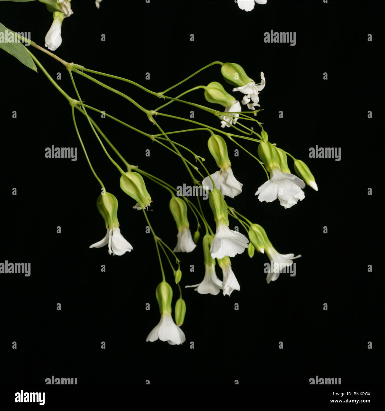 Tiny delicate flowers on Cut Out Stock Images & Pictures - Alamy