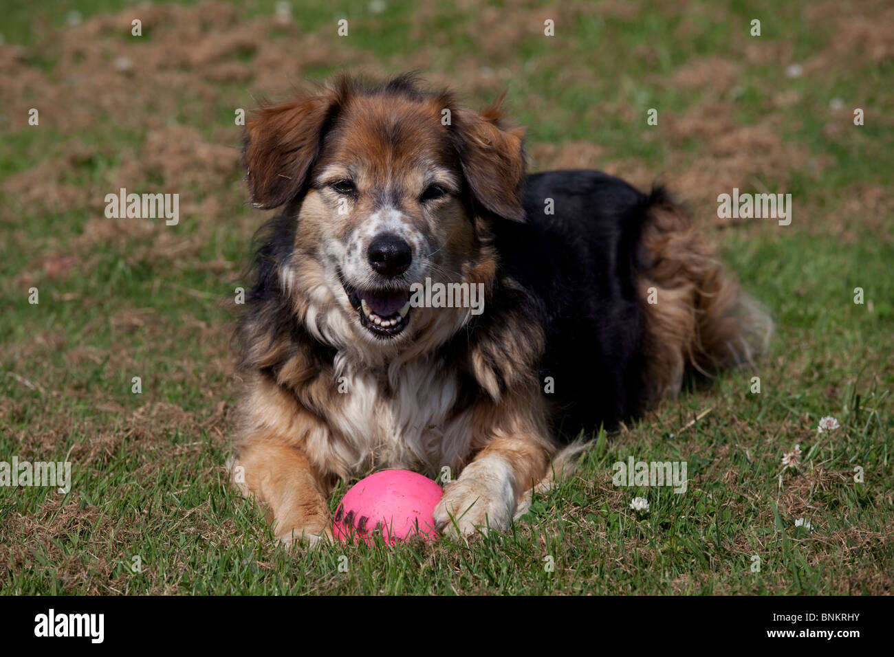 Elderly brown sheep dog with ball Tara UK Stock Photo