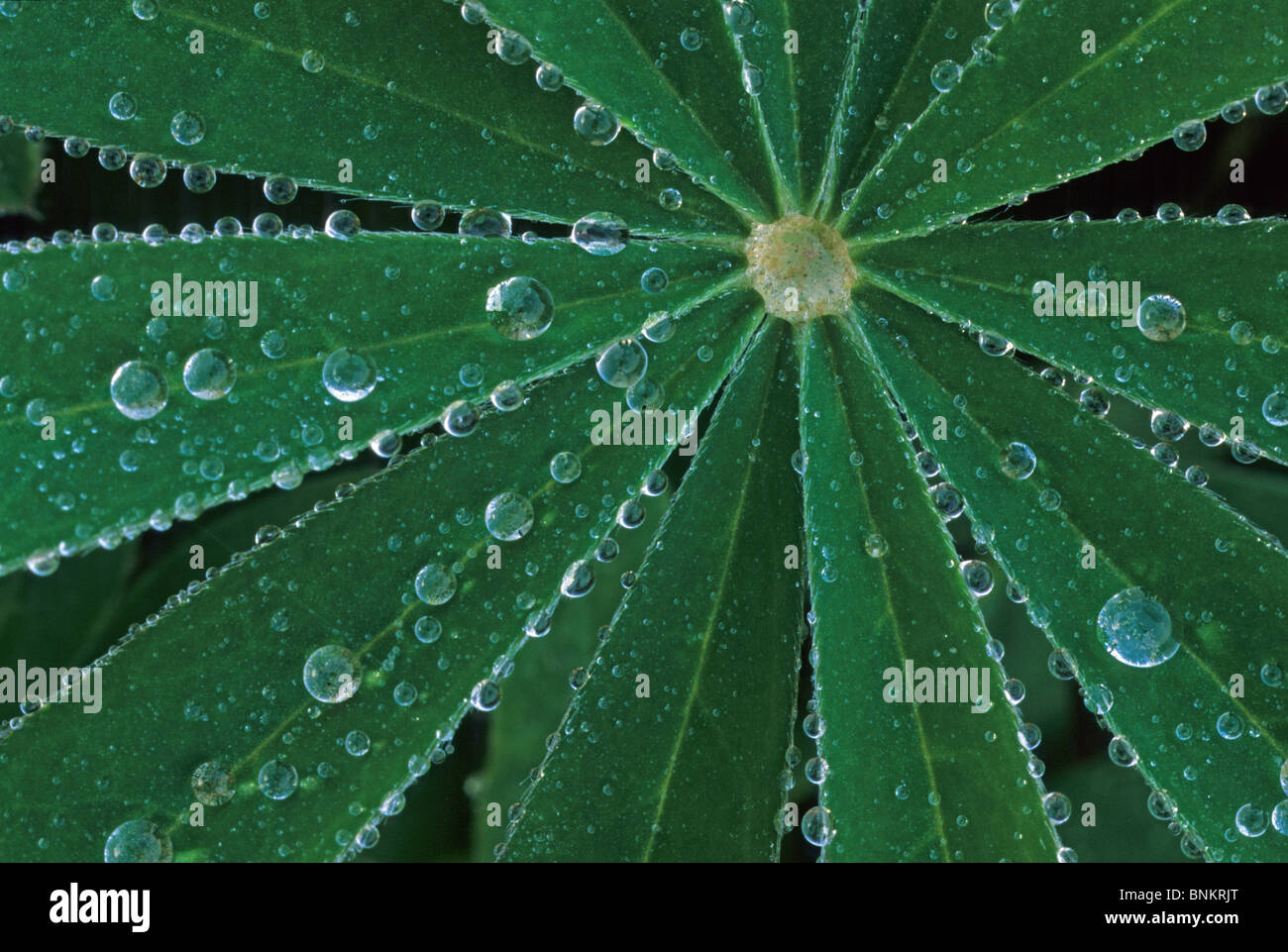 Nature physical detail close-up detail macro plant plant sheet lupin lupin sheet green color rope dew dewdrop water drop of Stock Photo