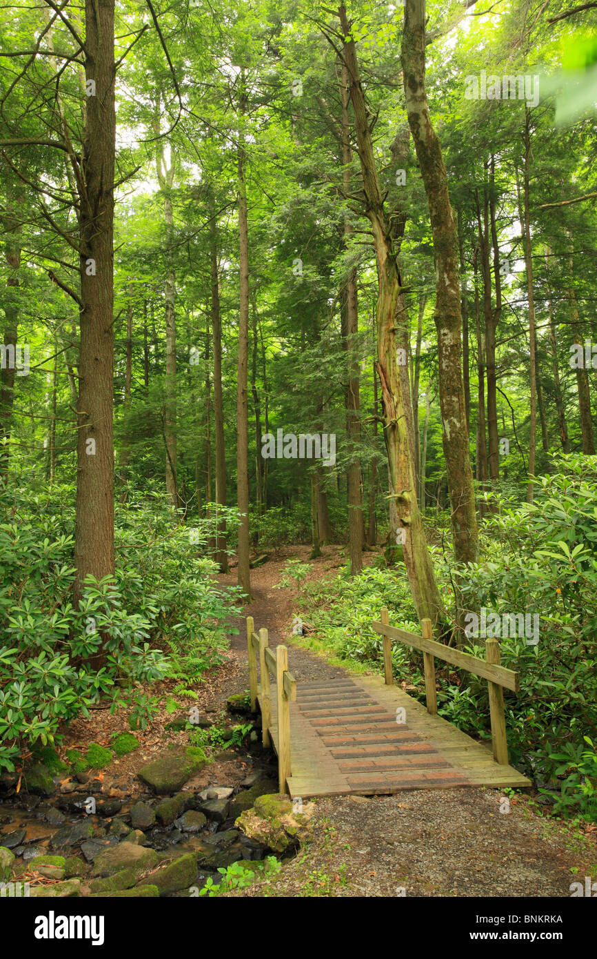 Wooden bridge on a trail through Cathedral State Park, Brookside, West Virginia, USA Stock Photo