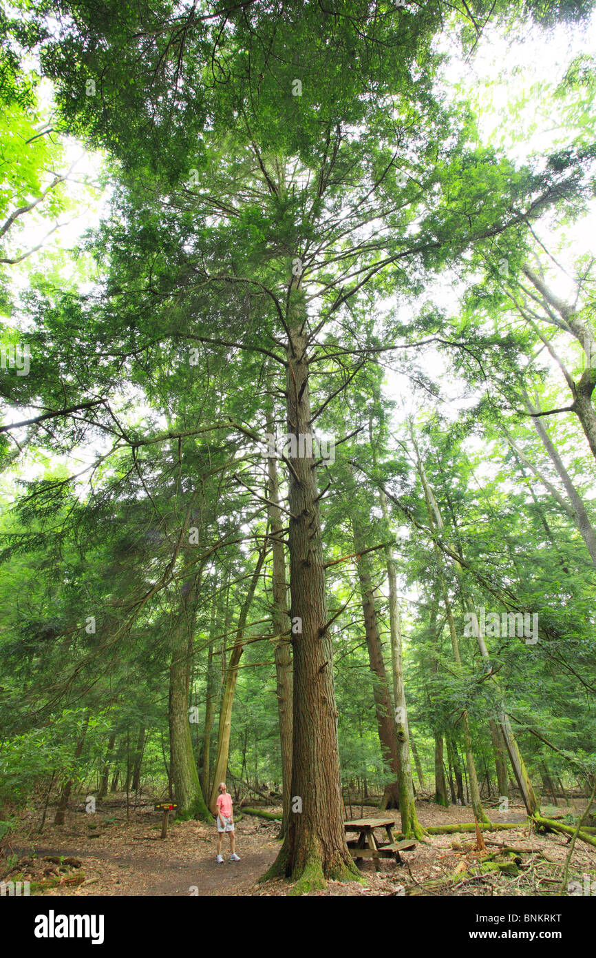 A hiker stops to admire a tall hemlock tree in Cathedral State Park, Brookside, West Virginia, USA Stock Photo