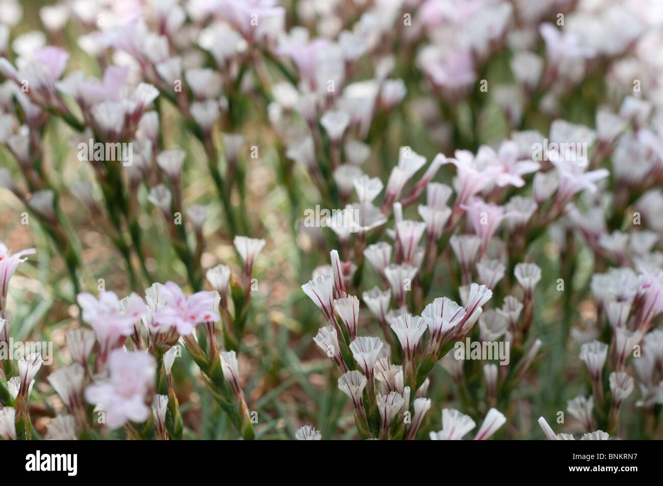 Acantholimon armenum flowers Rock garden plant Stock Photo
