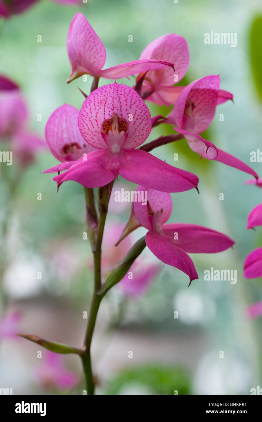 Orchid Disa Watsonii gx Stock Photo
