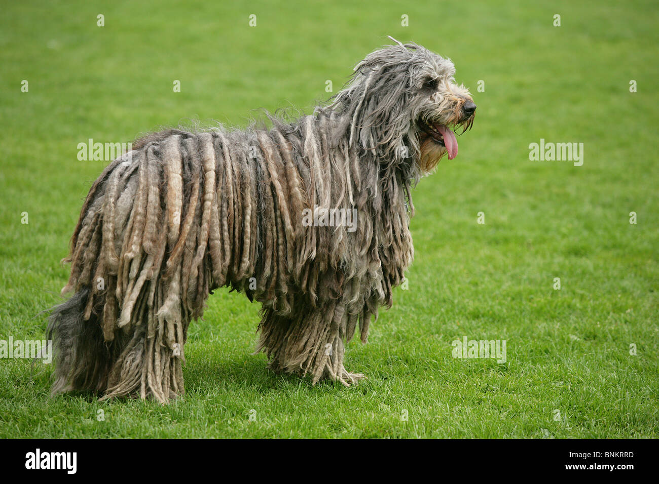 Bergamasco Shepherd. Adult dog standing on a meadow Stock Photo