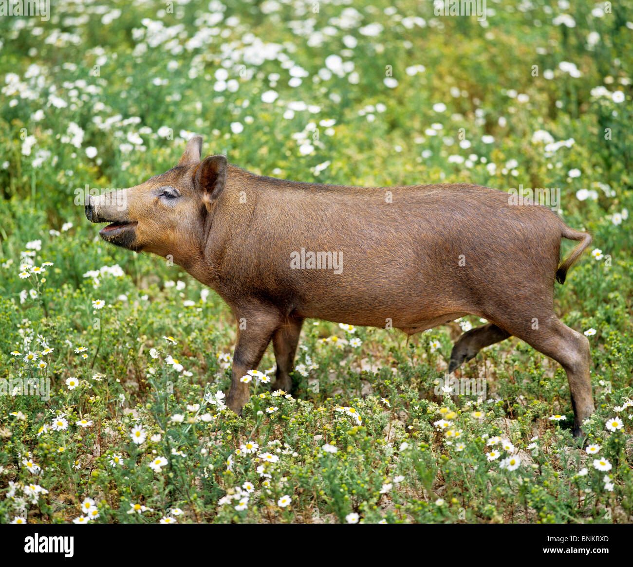 Pig iron age breed piglet walking meadow Stock Photo