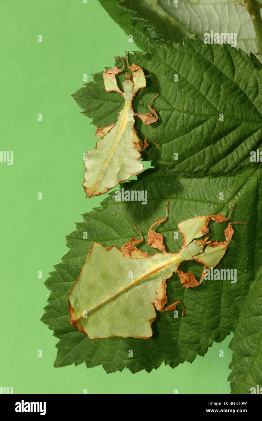Walking Leaf, Leaf Insect (Phyllium bioculatum). Two indivuduals on leaves Stock Photo