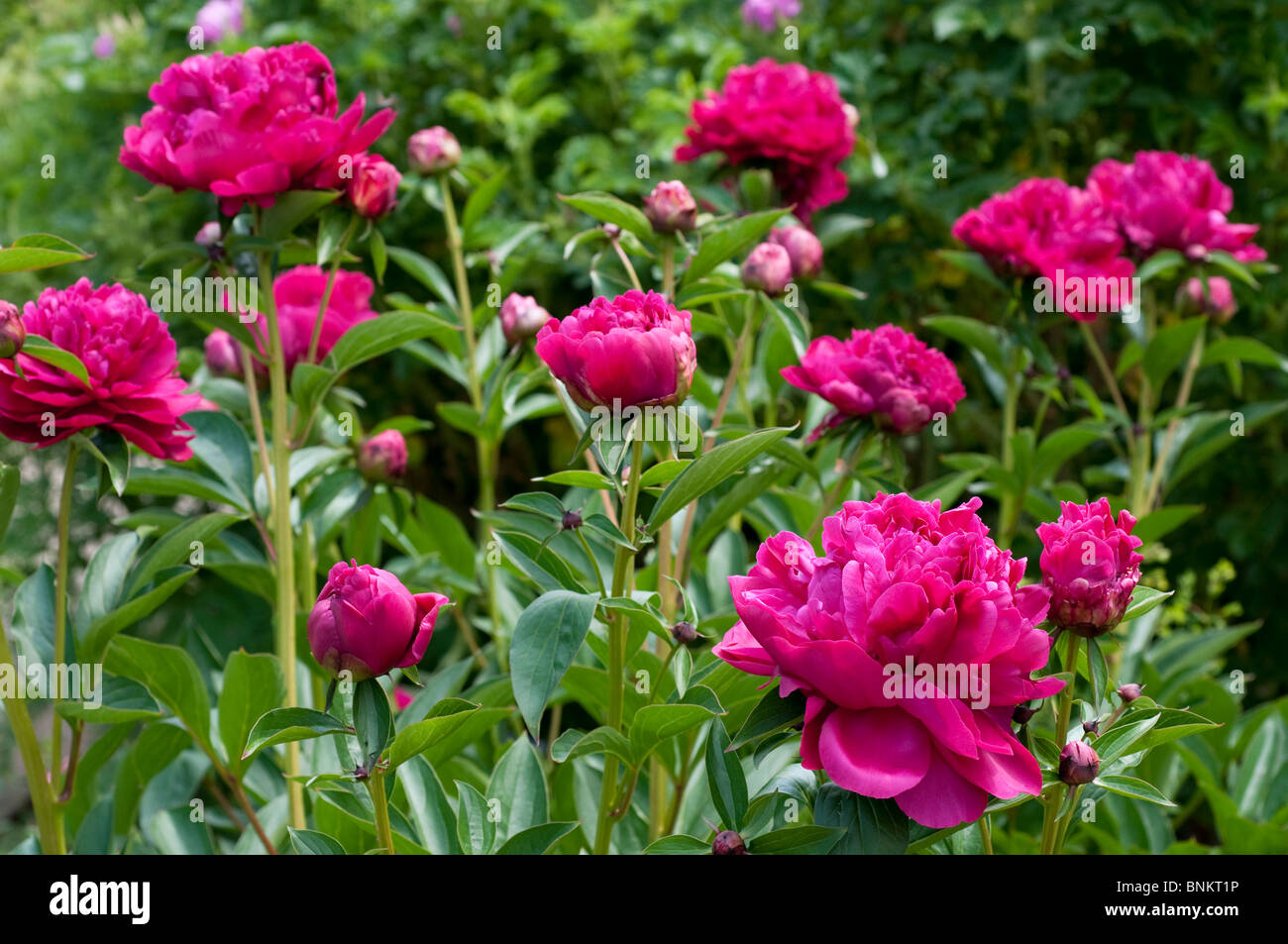 Peony Paeonia lactiflora PAUL M WILD Stock Photo