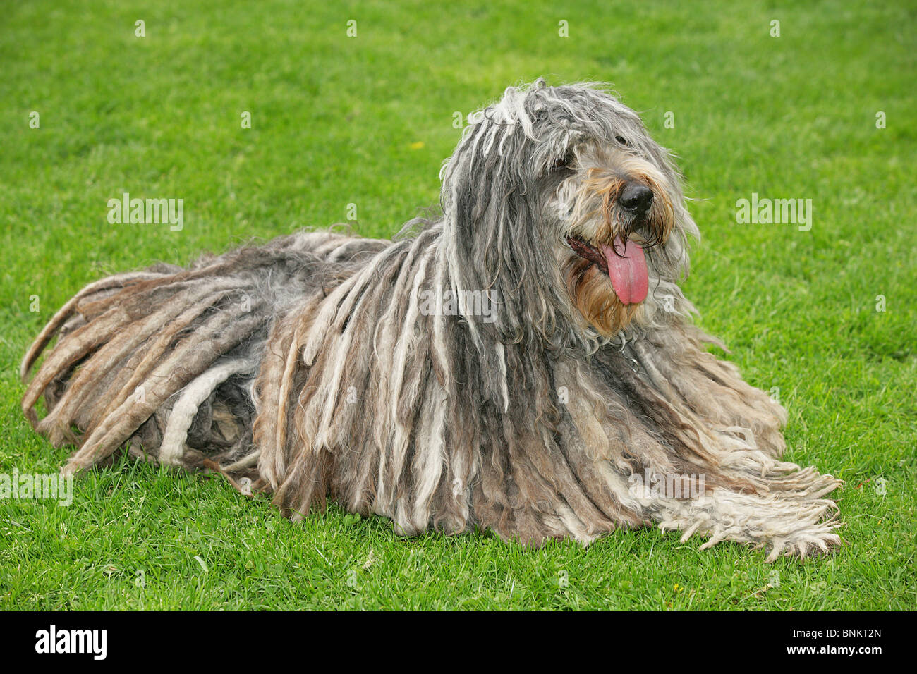 Bergamasco dog lying meadow Stock Photo