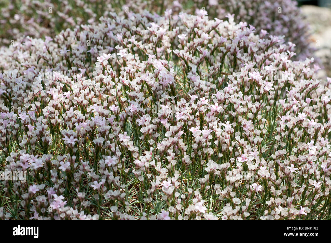 Acantholimon armenum flowers Rock garden plant Stock Photo