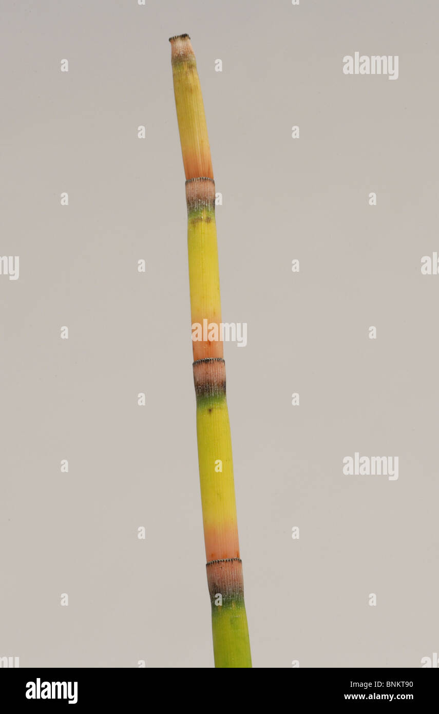 yellow bamboo stalk Stock Photo Alamy