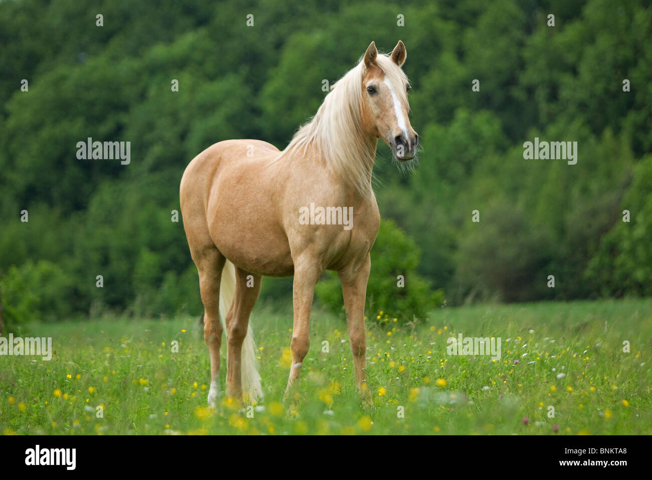 Lusitano horse standing meadow Stock Photo
