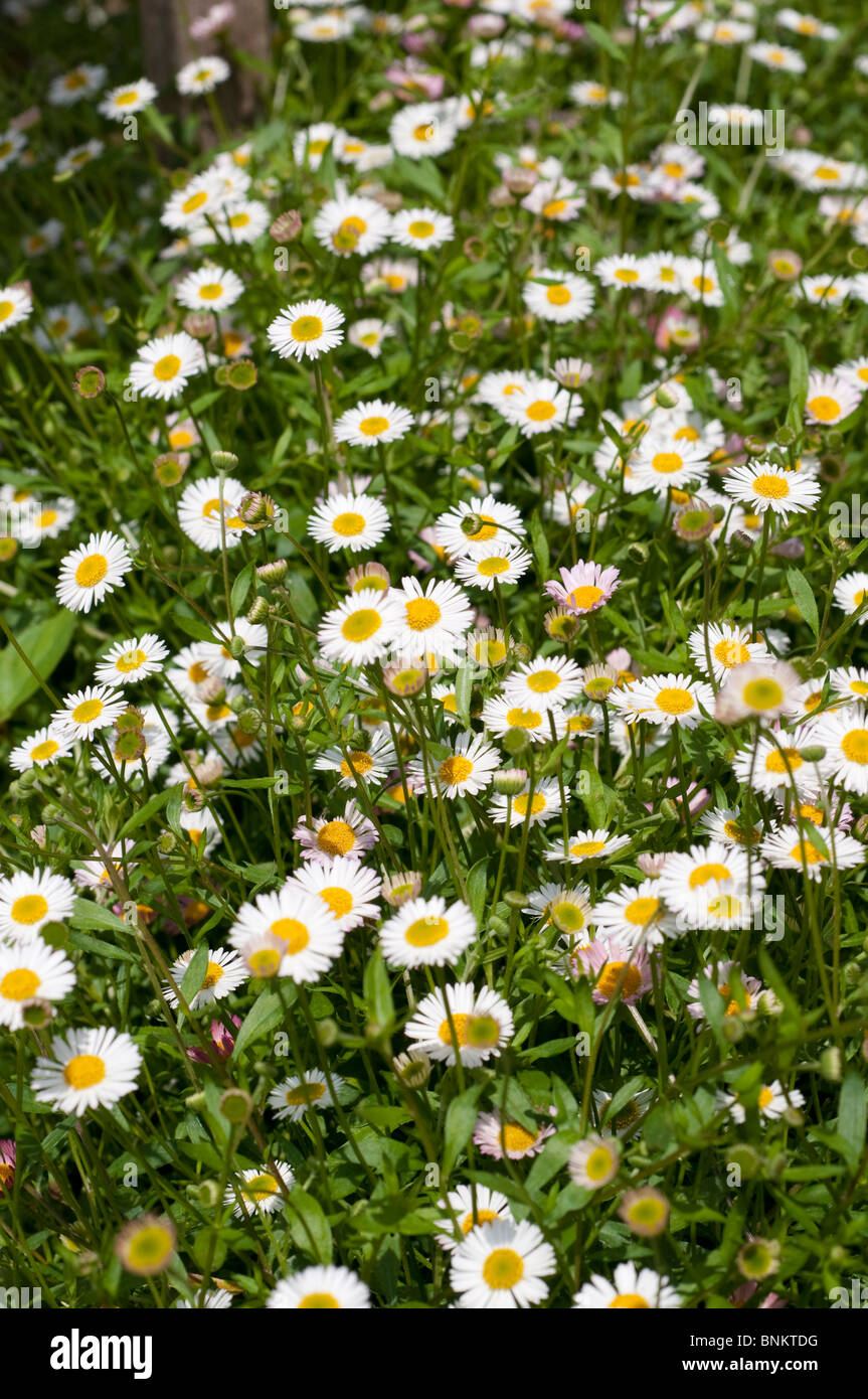 Erigeron karvinskianus, common name Latin American fleabane, Daisy