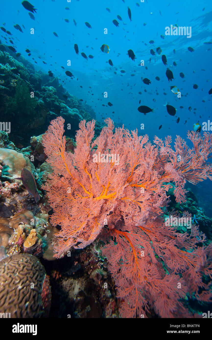 Bright pink sea fan on a tropical coral reef off Bunaken Island in North Sulawesi, Indonesia. Stock Photo