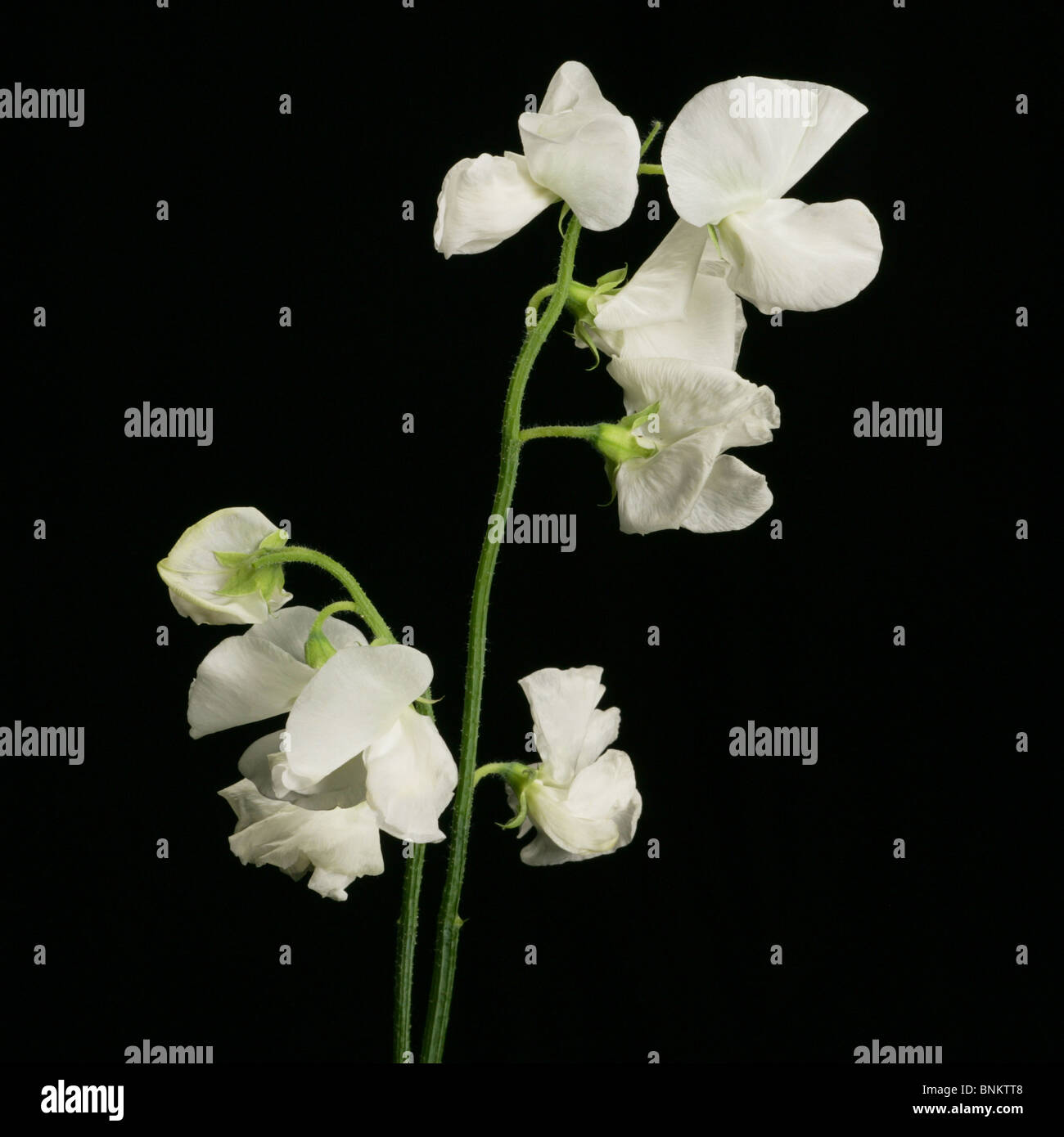 Flowers graphic black and white hi-res stock photography and images - Alamy