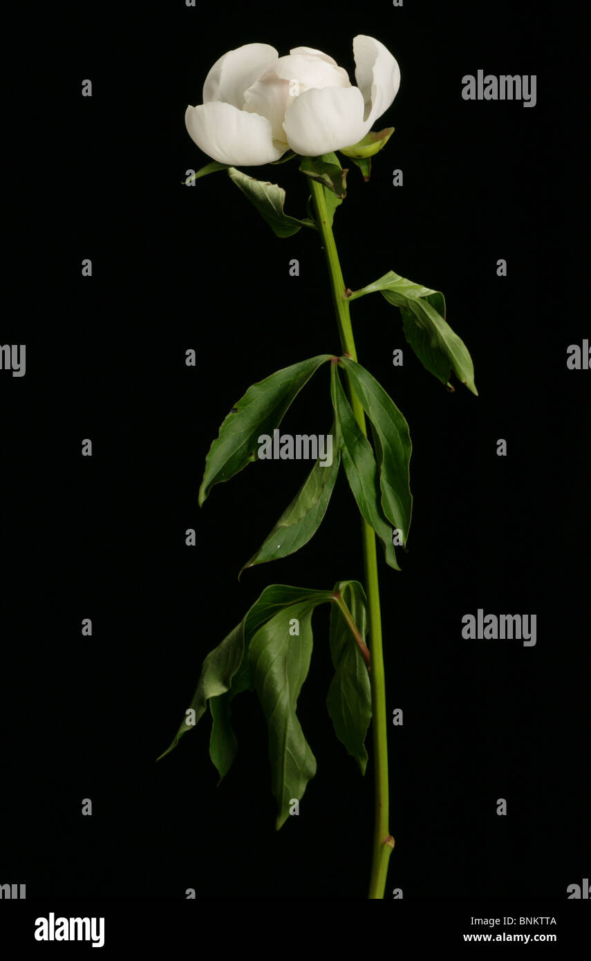 white long stem flower Stock Photo Alamy
