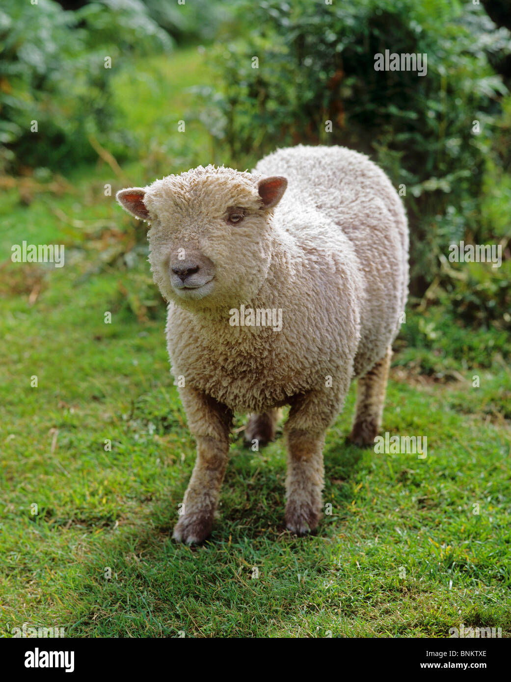 Domestic sheep standing a meadow Stock Photo