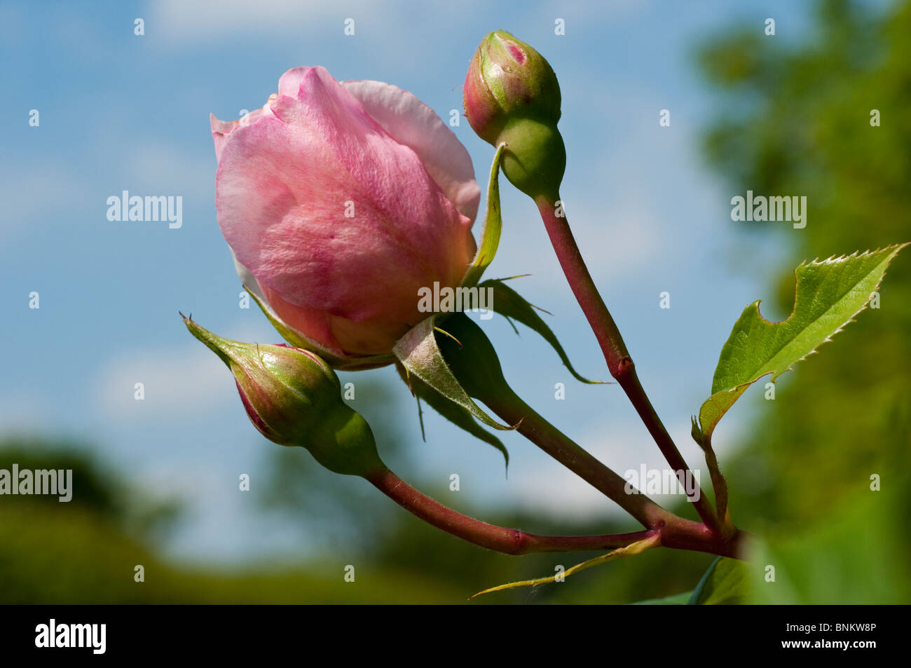 Penny lane hi-res stock photography and images - Alamy