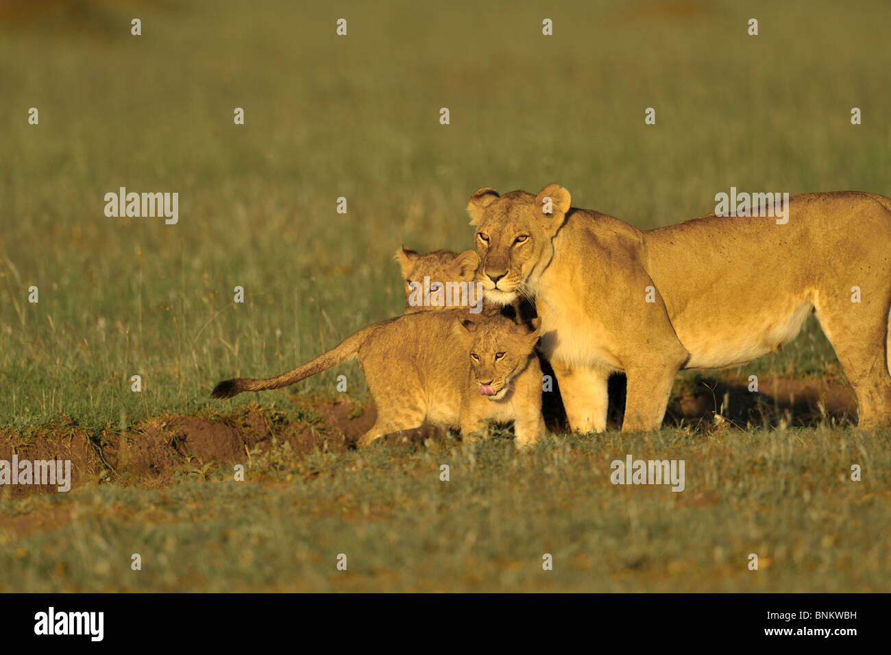 Lioness, Panthera leo, with cubs, Masai Mara National Reserve, Kenya ...