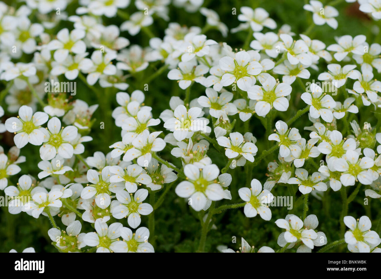 Saxifraga cebennensis flowers Stock Photo