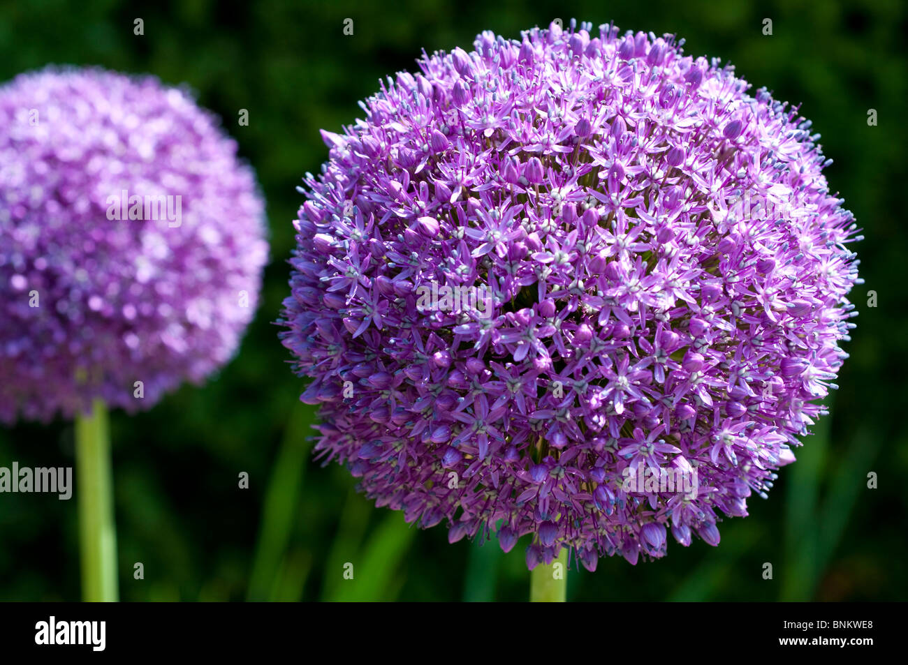 Allium Ambassador Stock Photo