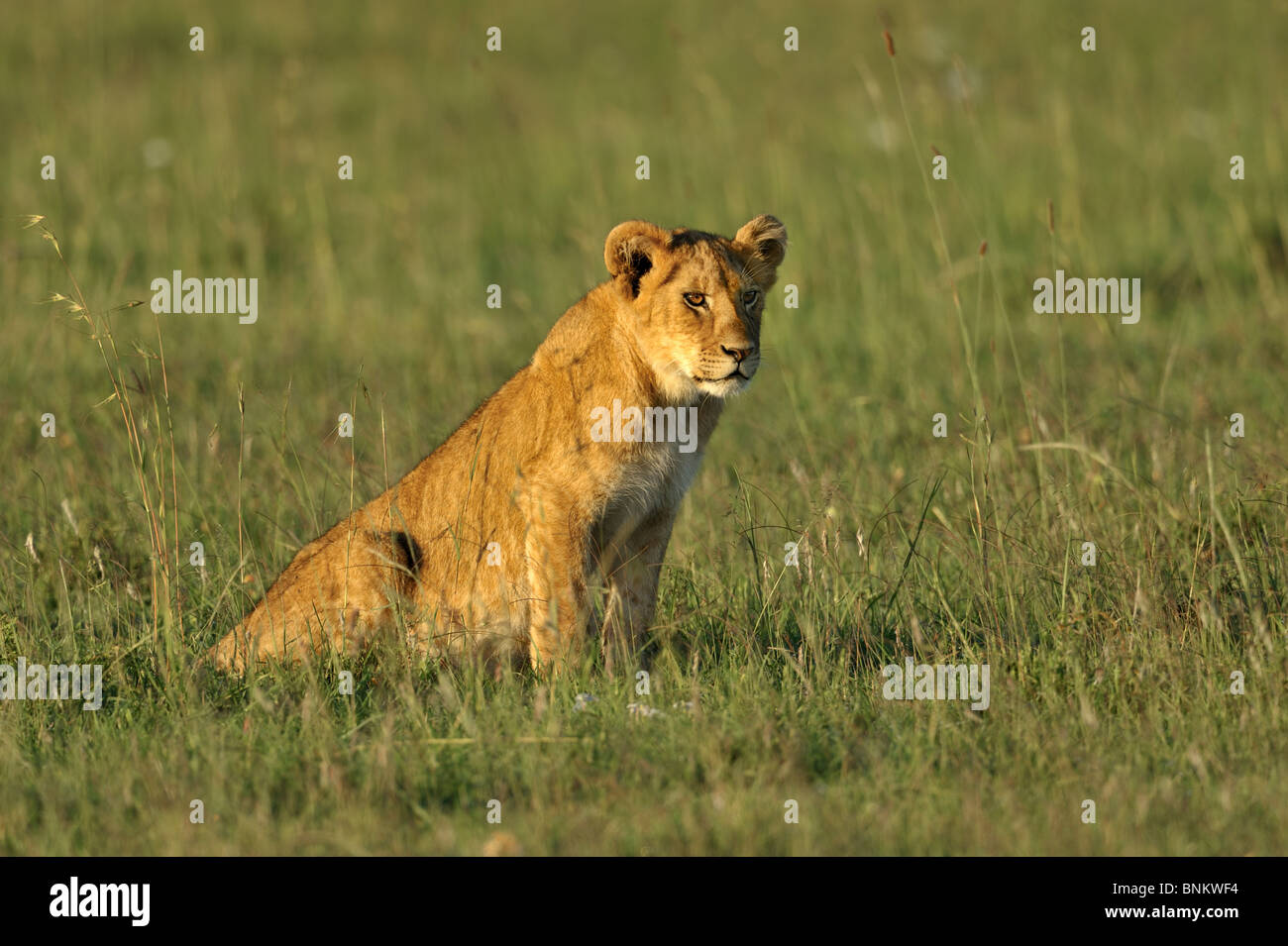 Lioness cub masai mara hi-res stock photography and images - Alamy